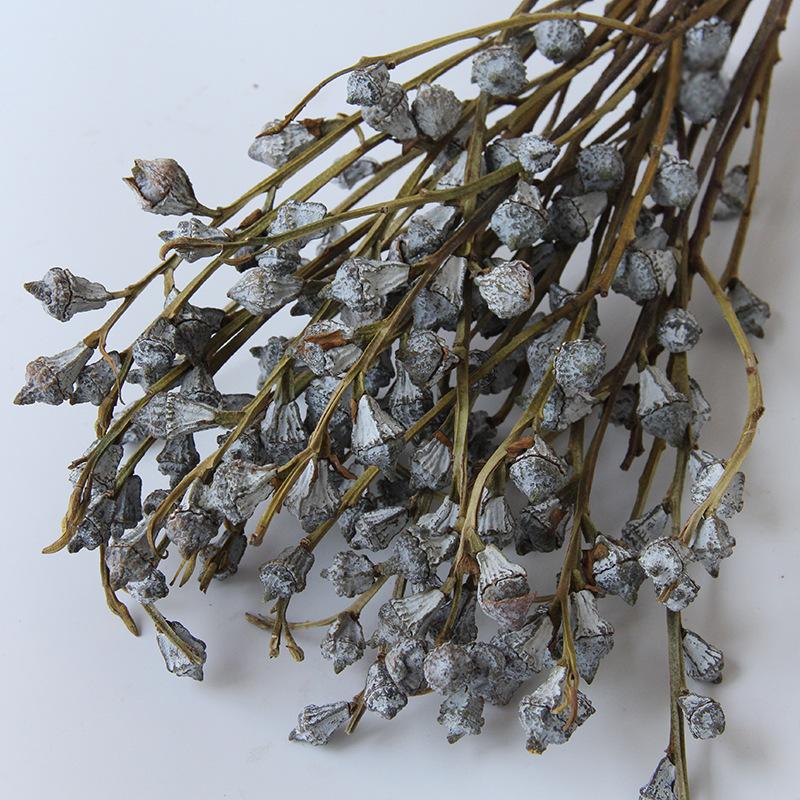 Dried Eucalyptus Fruits Bunch