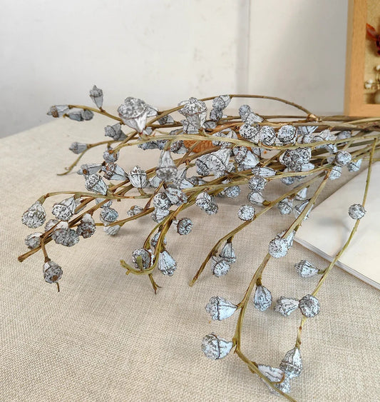 Dried Eucalyptus Fruits Bunch
